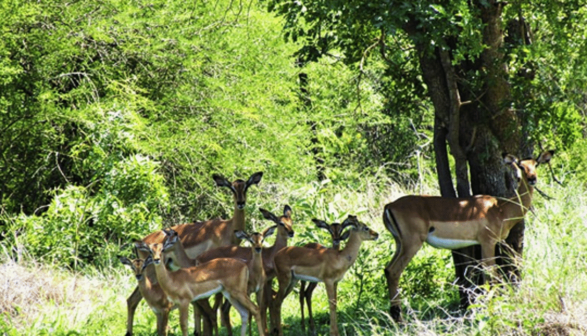 Explore the Kingdom of Eswatini tourist attractions areas with Swati Travel & Tours